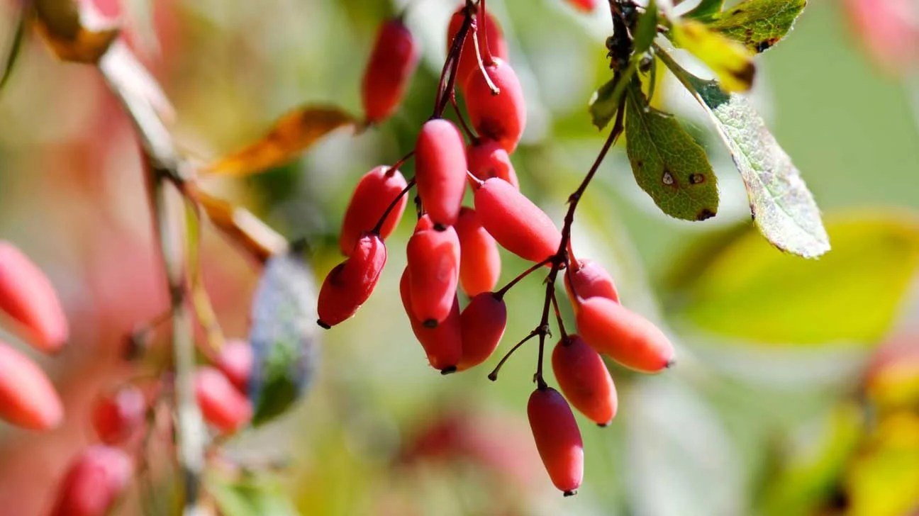 Berberine plant source
